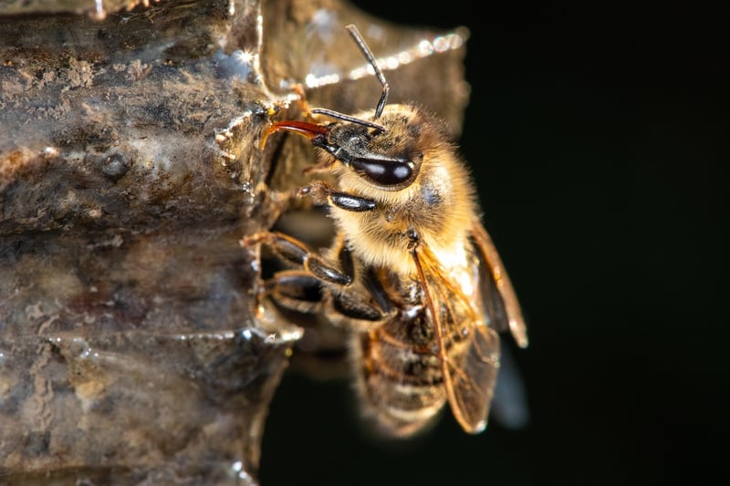 Pollinator Habitats