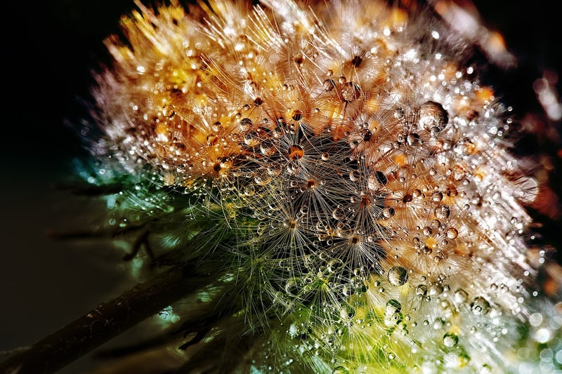 Dandelion Image