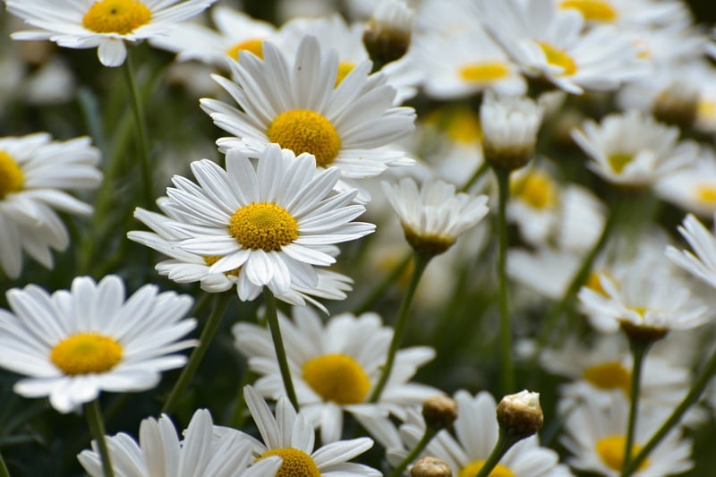 Sunlit Flowers