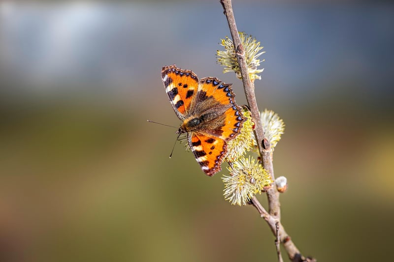 Butterfly in garden